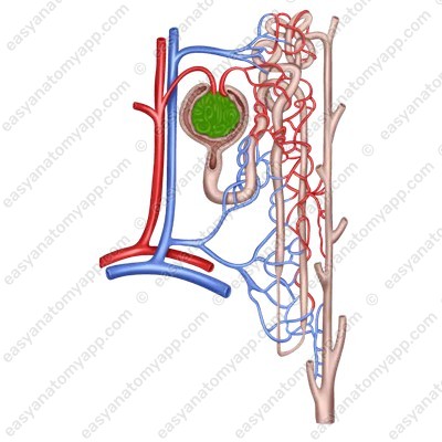 Afferent arteriole (vas afferens)