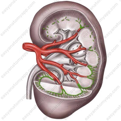 Interlobar artery (arteria interlobaris)