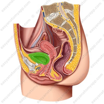 Female urinary bladder - empty (vesica urinaria)