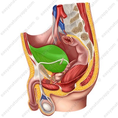 Male urinary bladder - filled (vesica urinaria)