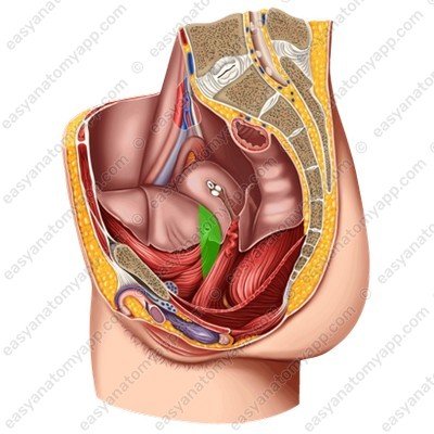 Fundus of the urinary bladder (fundus vesicae)