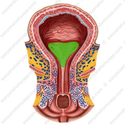 Trigone of the urinary bladder (trigonum vesicae)