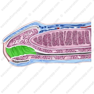 Navicular fossa of the urethra (fossa navicularis urethrae)