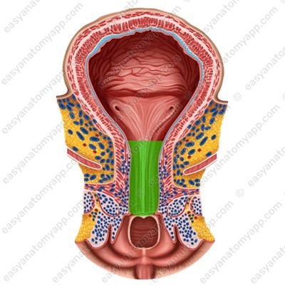 Female urethra (urethra feminina)