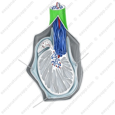 Spermatic cord (funiculus spermaticus)