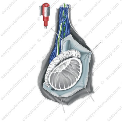 Artery of the ductus deferens (a. ductus deferentis)