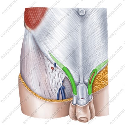 External spermatic fascia (fascia spermatica externa)