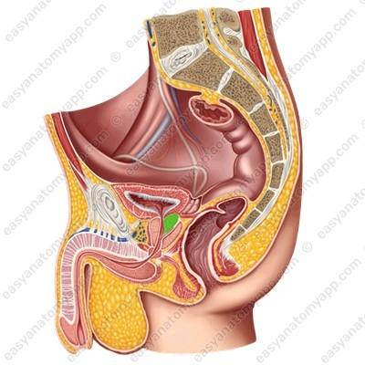 Middle lobe of the prostate (lobus medius prostatae)