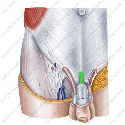 Suspensory ligament of the penis (lig. suspensorium penis)