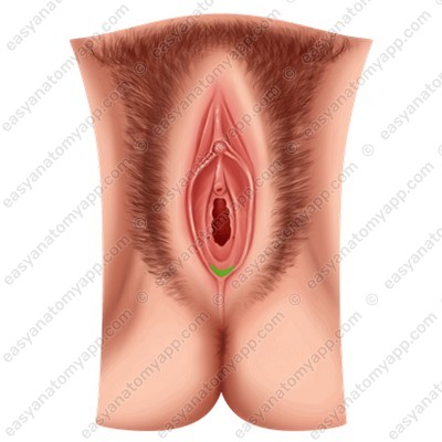 Vestibular fossa of the vagina (fossa vestibuli vaginae)