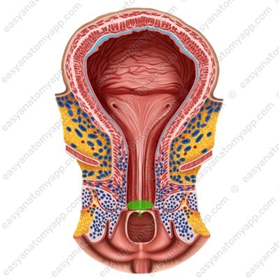 External urethral orifice (ostium urethrae externum)