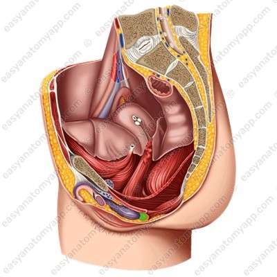 Greater vestibular glands (glandulae vestibulares majores)