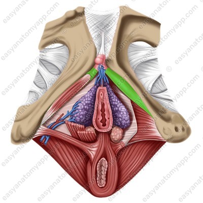 Сrura of the clitoris (singular - crus clitoridis)