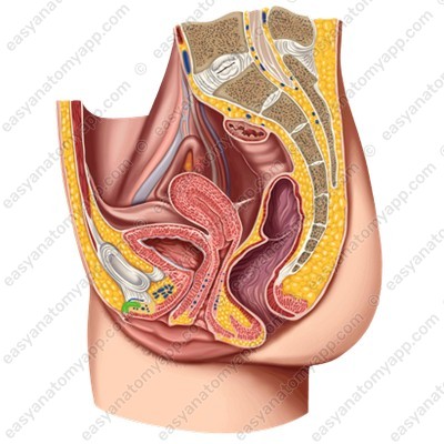 Body of the clitoris (corpus clitoridis)