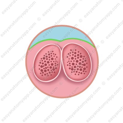 Proper fascia of the clitoris (fascia clitoridis)
