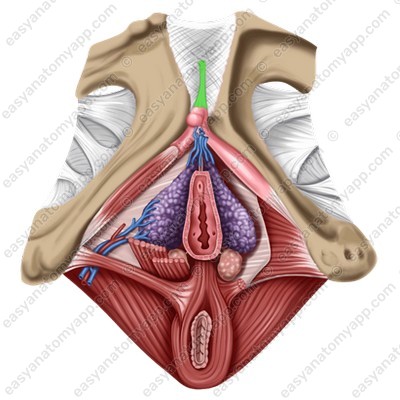Suspensory ligament of the clitoris (lig. suspensorium clitoridis)