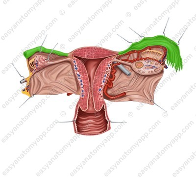 Uterine tube (tuba uterina)