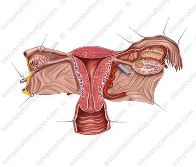 Hilum of the ovary (hilum ovarii)