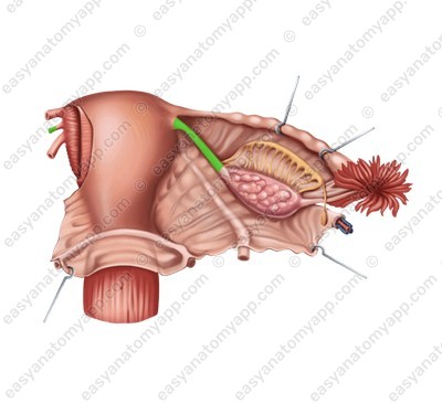 Proper ligament of the ovary (lig. ovarii proprium)