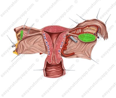 Ovarian stroma (stroma ovarii)