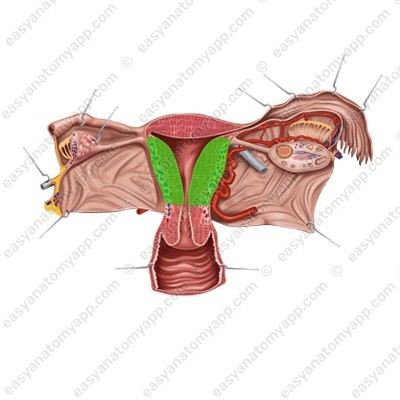 Fundus of the uterus (fundus uteri)
