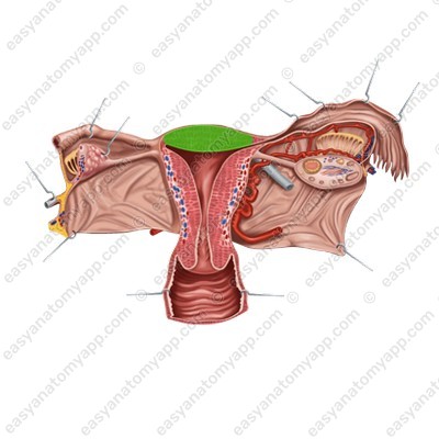 Body of the uterus (corpus uteri)