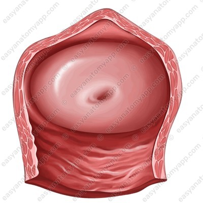 Vaginal part of the cervix (portio vaginalis cervicis)
