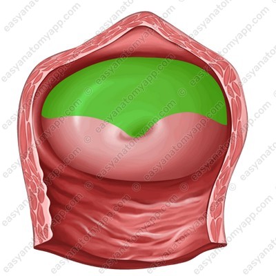 External os of the uterus (ostium uteri)
