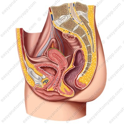 Intestinal surface (facies intestinalis)