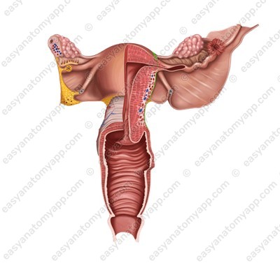  Left border of the uterus (margo uteri sinister)