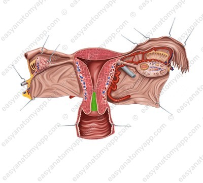 Cervical canal (canalis cervicalis uteri)