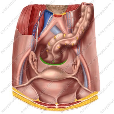 Recto-uterine pouch (excavatio rectouterina)
