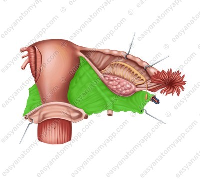 Broad ligament of the uterus (lig. latum uteri)