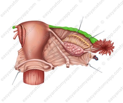 Uterine (fallopian) tube (tuba uterina)