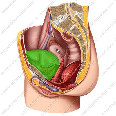 Urinary bladder (vesica urinaria)