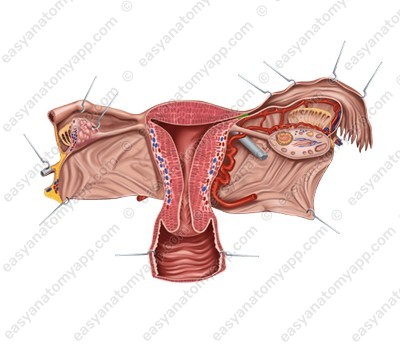 Uterine (intramural) part  (pars uterina/intramuralis)