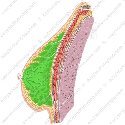Body of the mammary gland (corpus mammae)