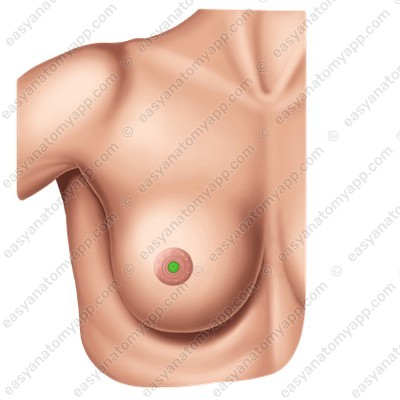 Nipple (papilla mammaria)