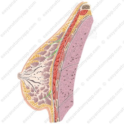 Suspensory ligaments of the mammary gland (ligg. suspensoria mammariae)