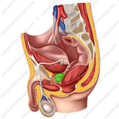 Предстательная железа (prostata)