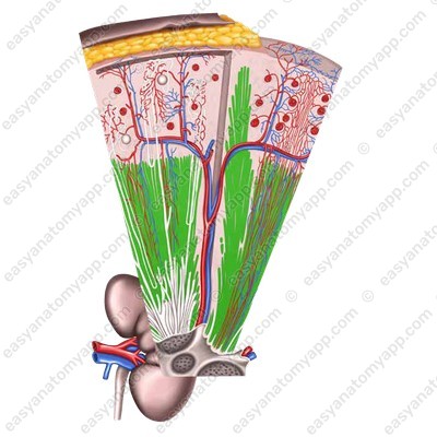 Мозговое вещество (medulla renis)