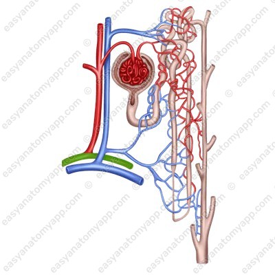 Дуговая артерия (arteria arcuata)