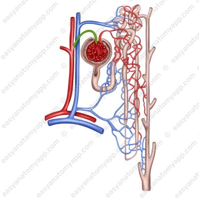 Междольковая артерия (arteria interlobularis)