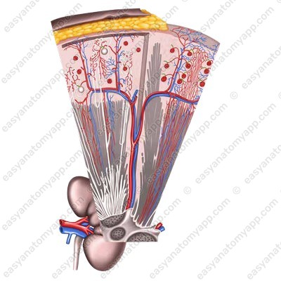 Выносящая артериола (vas efferens)