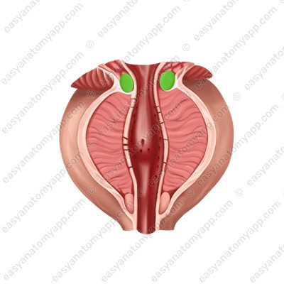 Внутренний сфинктер мочеиспускательного канала (sphincter urethrae internus)