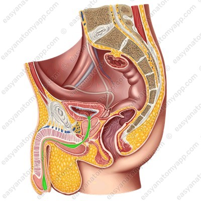 Мужской мочеиспускательный канал (urethra masculina)