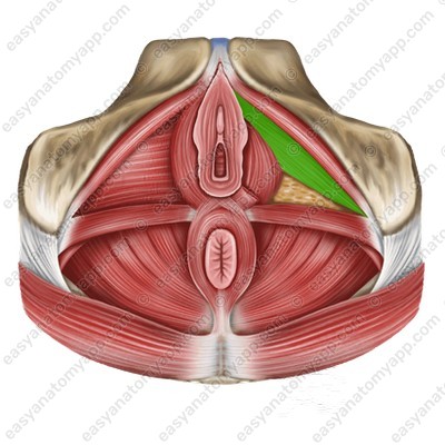 Наружный (произвольный) сфинктер мочеиспускательного канала (sphincter urethrae externus)