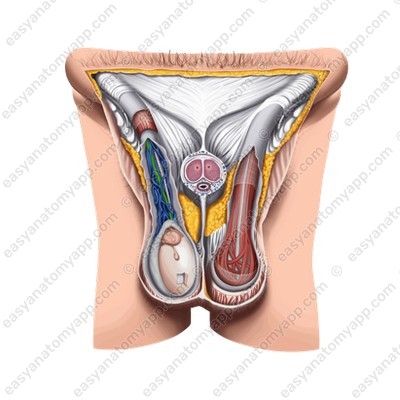 Яичковая артерия (a. testicularis)