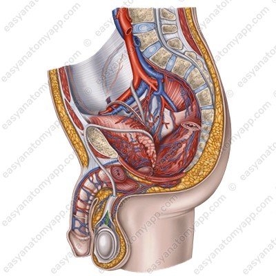 Яичковая артерия (a. testicularis)