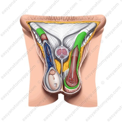 Наружная семенная фасция (fascia spermatica externa)